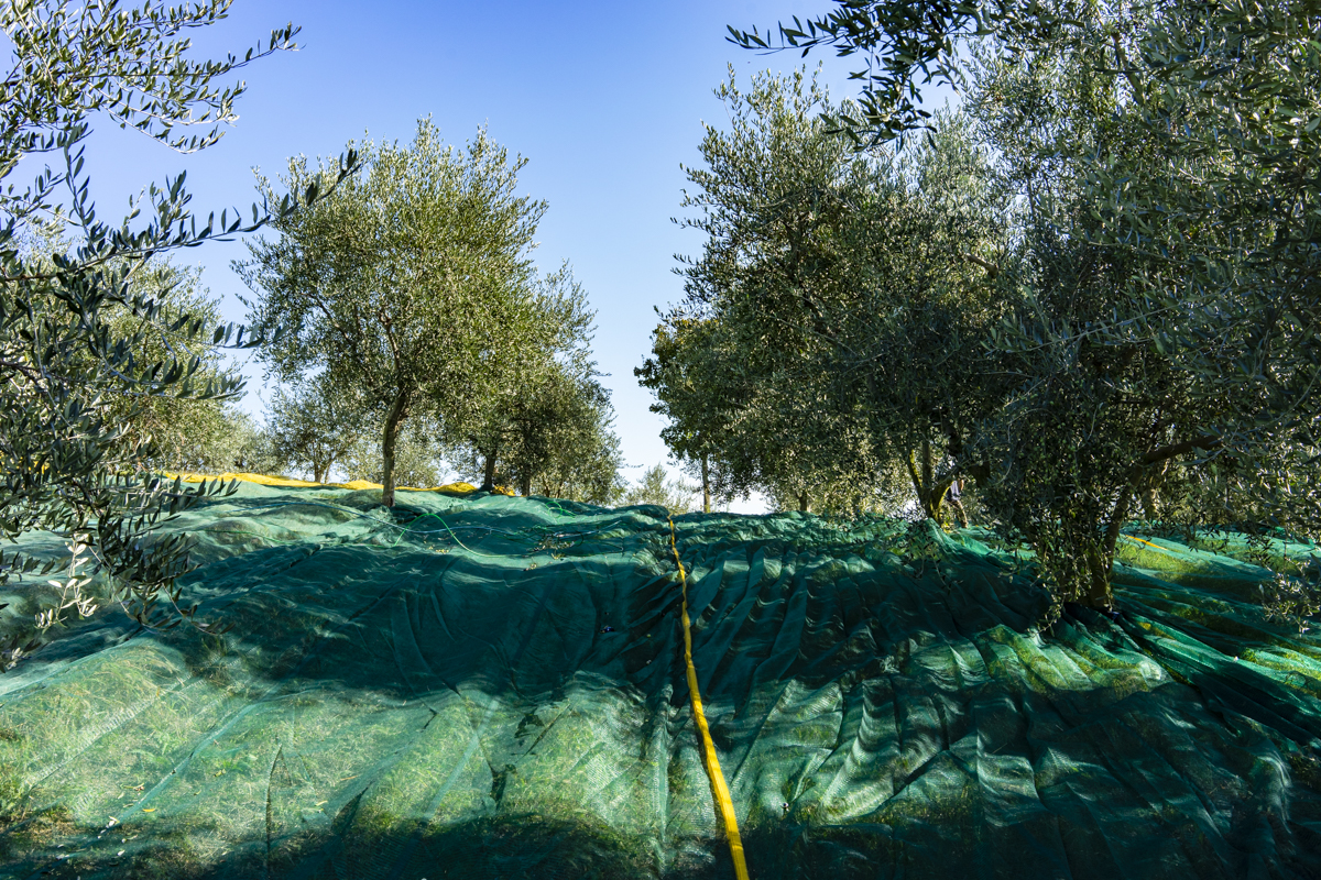 Azienda Agricola Agriturismo San Rocco