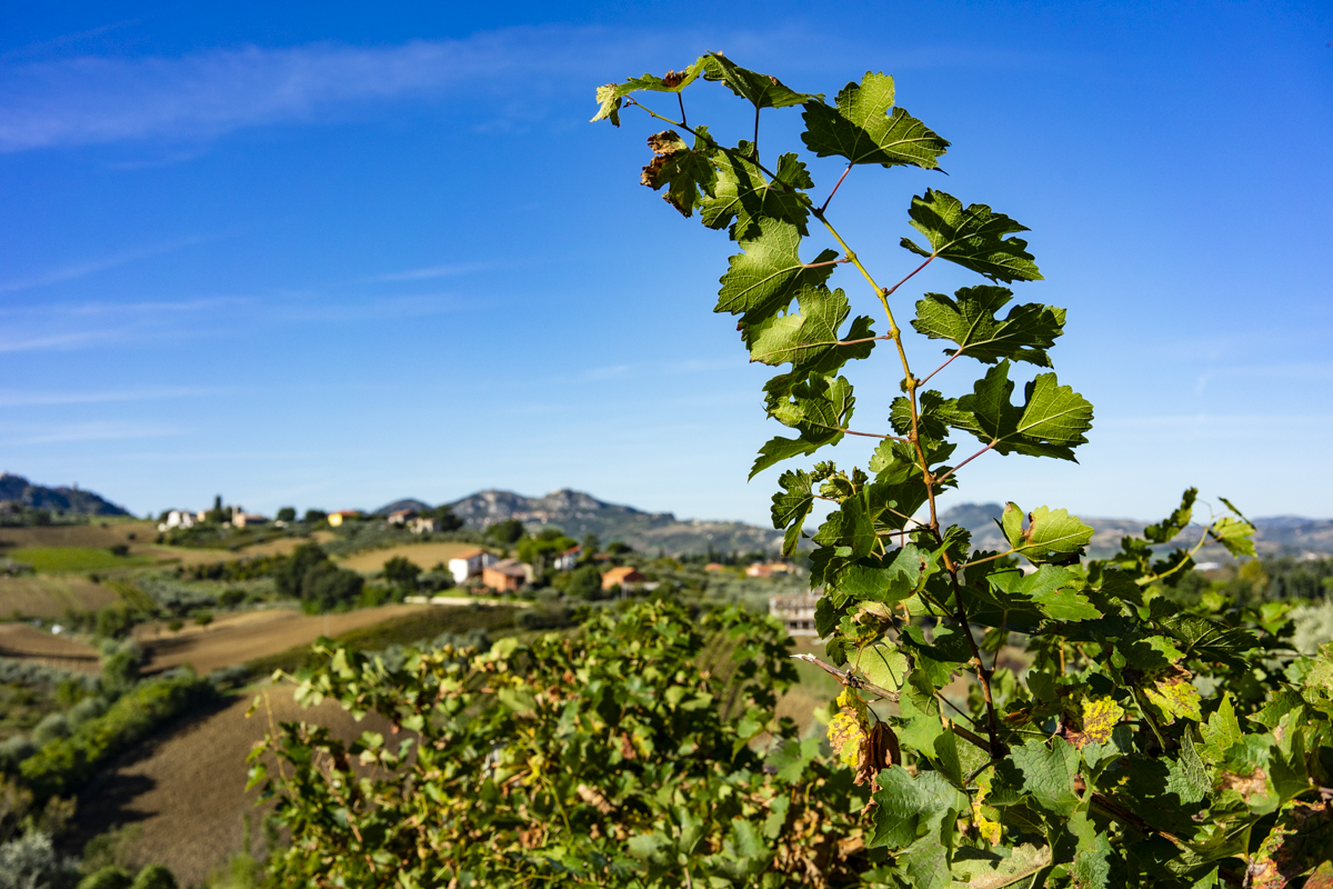 Agriturismo San Rocco Verucchio